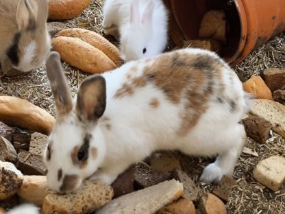 Kaninchen verschiedene Farben und Alter