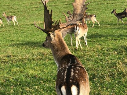 Bild 2:Zuchtwild Dam- und Rotwild