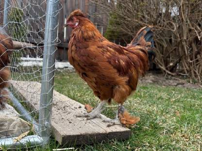 Seidenhuhn Hähne