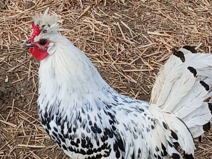 Appenzeller Spitzhauben Hähne