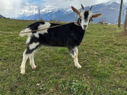 Verkaufe Ziegenkitz