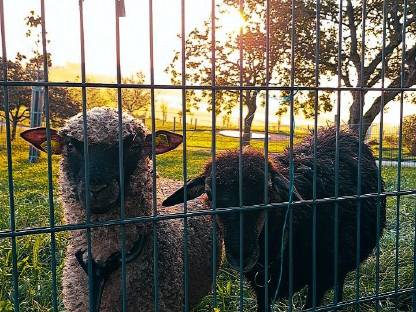 Schafe: Shropshire Schafbock und Waldschaf