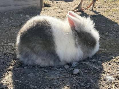 Zwergkaninchen