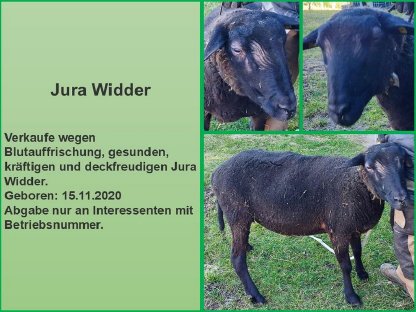 Jura Widder