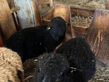 2 Lämmer der Kreuzung Walliser Schwarznasen x Jura