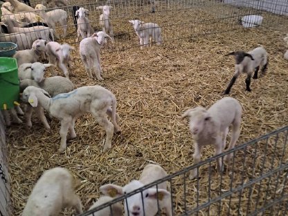 Kaufe Flaschenlämmer, sonstige Lämmer aus ganz Österreich