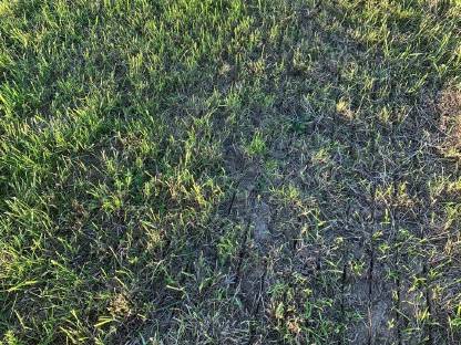 Bild 2:Grünland Nachsaat mit Vredo