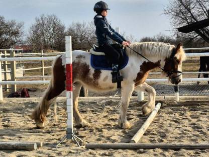 Tolles Anfängerpony