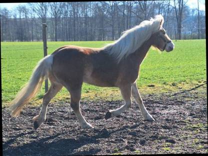 Haflinger Stute