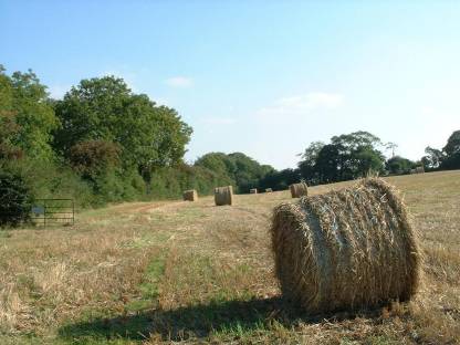 Bio-Heurundballen 1. Schnitt und 2. Schnitt