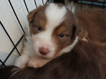 Australian Shepherd Welpen