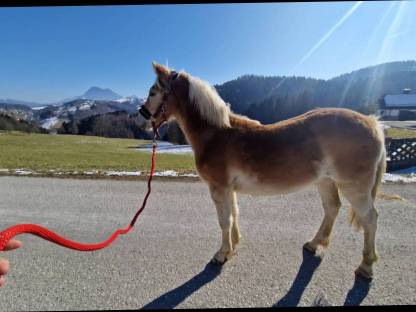 Haflinger Hengst