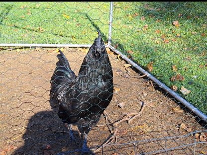 Bruteier Ayam Cemani, Brahma, Orpington