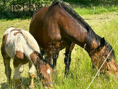 Noriker Stute wegen Bestandsverkleinerung zu verkaufen