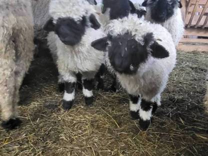 Verkaufe weibl. Walliser Schwarznasen