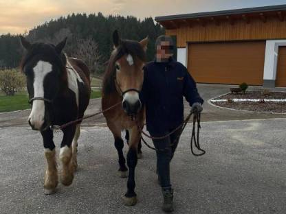 Noriker/Haflinger Stute