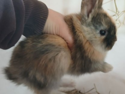 Bild 3:Zwergkaninchen, Hase, Zwerghase