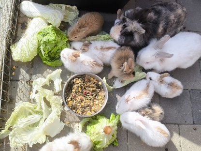 Bild 7:Kaninchenbabys und Erwachsene