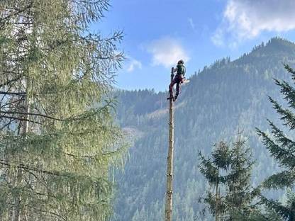 Bild 2:Baumabtragungen, Forstservice Roman Leitner