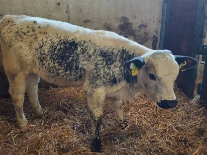 Verkaufe Pustertaler Sprinzen Kuh mit weiblichen Kalb