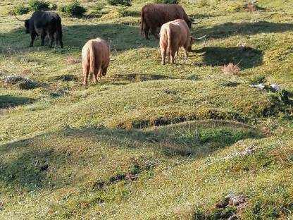 Schottischer Hochlandrinder Stier