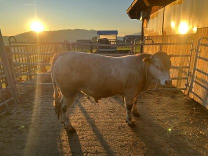 Blonde d'Aquitaine Stier