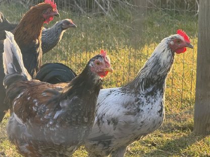 Bild 4:Olivleger und Blauleger Hähne