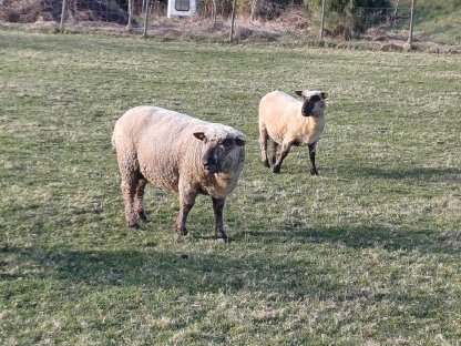 Shropshire-Widder zu verkaufen