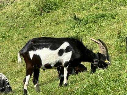 Tauernschecken Bock