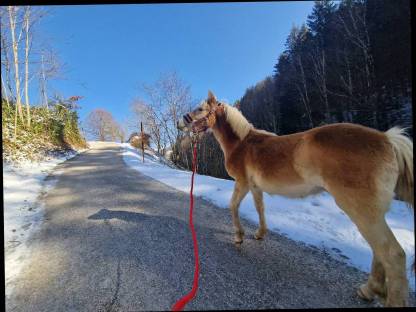 Bild 5:Haflinger Hengst