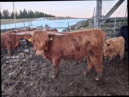 Hochlandrind Stier - 2-jährig