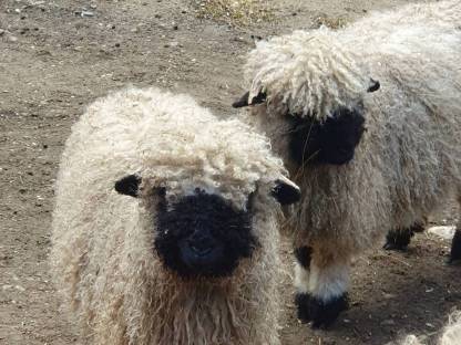 Walliser Schwarznasen Auen