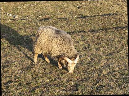 Bild 2:Ouessantschafe, Zwergschafe