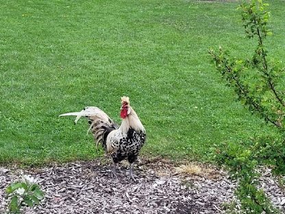 Hahn zu verschenken (Appenzeller)