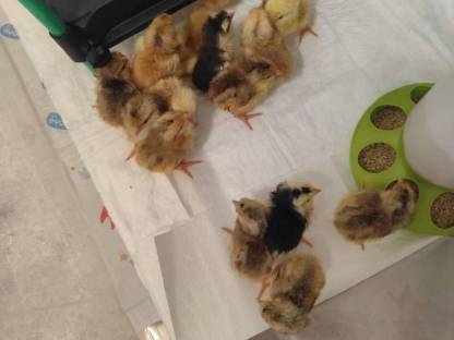 Bild 2:Küken von schwedischen Blumenhühnern