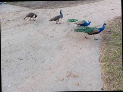 Pfau, 2 männlich, 1 weiblich