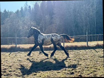 Noriker Schwarzflecktiger Hengst