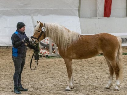 Ausdruckstarker 3-jähriger Haflingerhengst