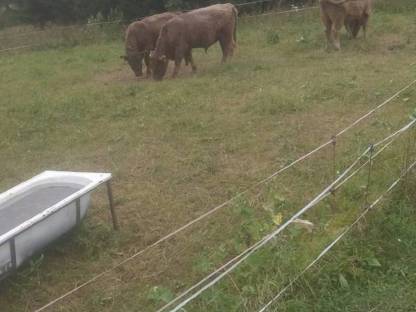 Bild 2:Galloway Kalbinnen und Stiere