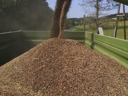 BIO-Schwarzhafer, BIO-Weizen und BIO-Roggen zu verkaufen