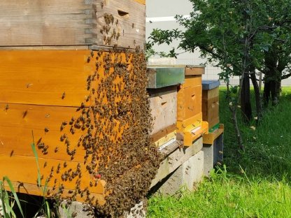 Wirtschaftsvölker Bienenvolk Zander Flachzarge Bienen