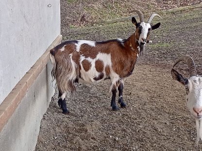 2 reinrassige Steirische Scheckenziegen, weiblich, 1 gekört