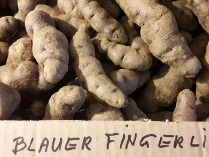 Blauer Fingerling, Kartoffelrarität