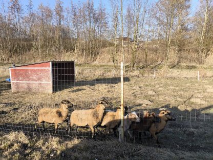 Kamerunschafe weiblich suchen neue Weide