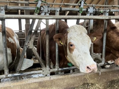 Fleckvieh Kuh in Milch