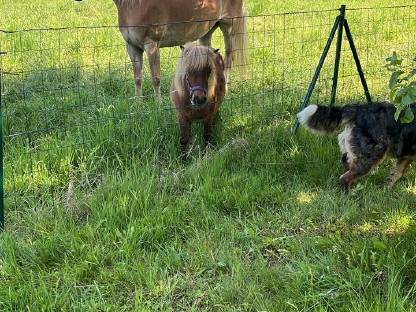 Minishetty Stute und Haflinger Stute