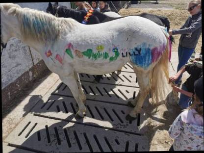 Verkaufe liebe Camargue Stute