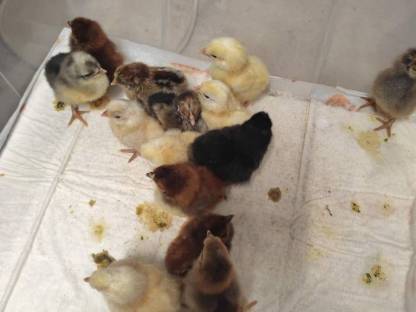 Bild 3:Küken von schwedischen Blumenhühnern