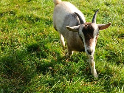 Zwergziegen aus Biobetrieb