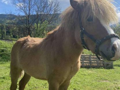 Shetlandpony Hengst